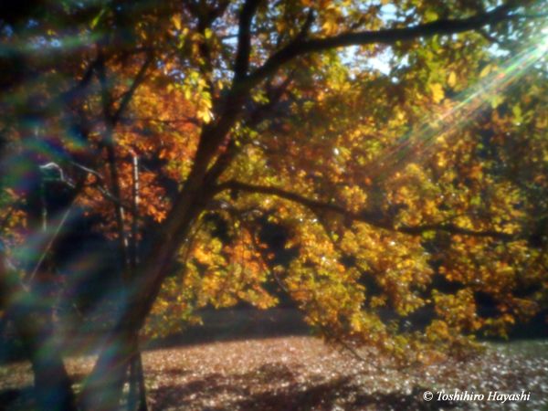 Ngatugawa Shinsui Park in Autumn #3