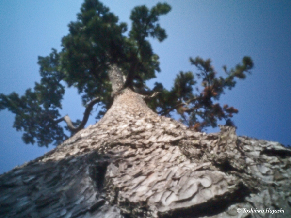 Old pine tree