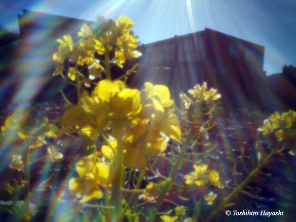 Nanohana (Rape blossoms)