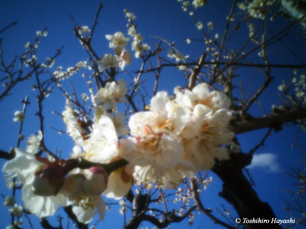 Plum blossoms