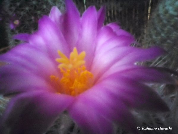 Cactus Flower