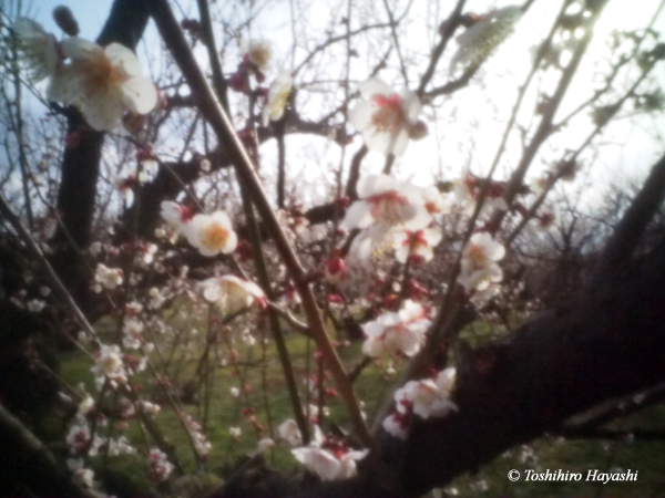 "Soga Bairin (Plum grove) #2