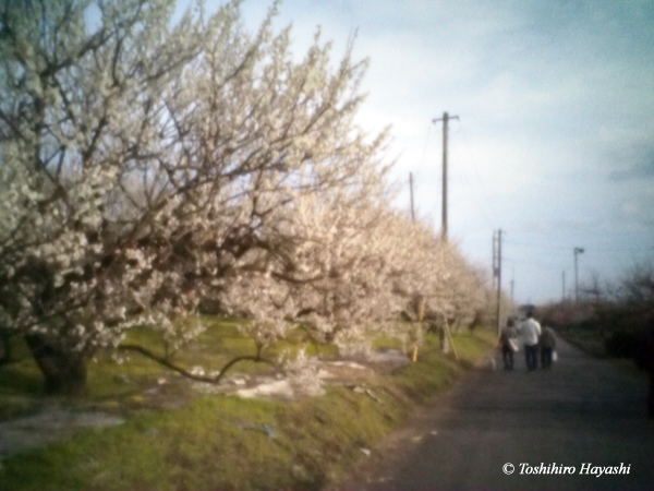 "Soga Bairin (Plum grove) #3