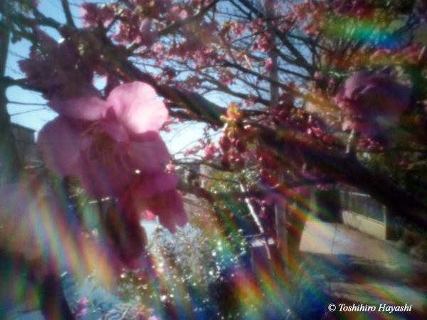 Kawazu Sakura (Kawazu cherry blossoms) #2