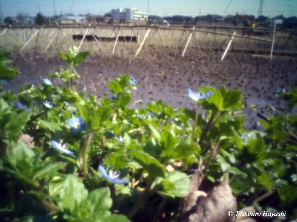 Before rice planting