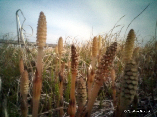 Horsetails (Tsukushi) #2