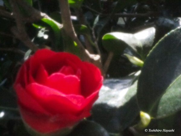 Camellia flower