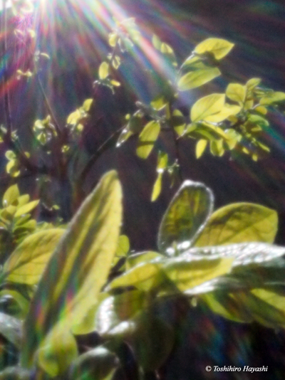 Young leaves of persimmon (Kaki)