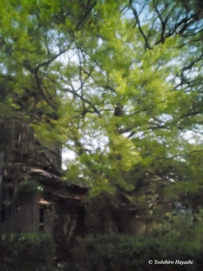 Old hut and fresh green