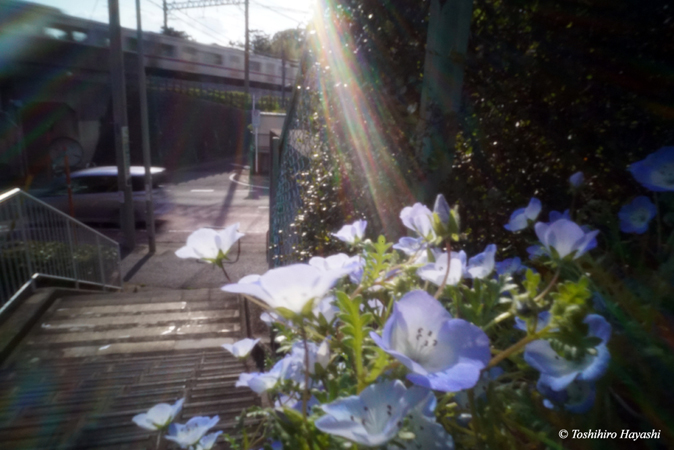 Nemophila