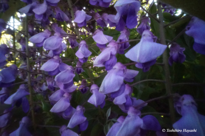 Wisteria #2