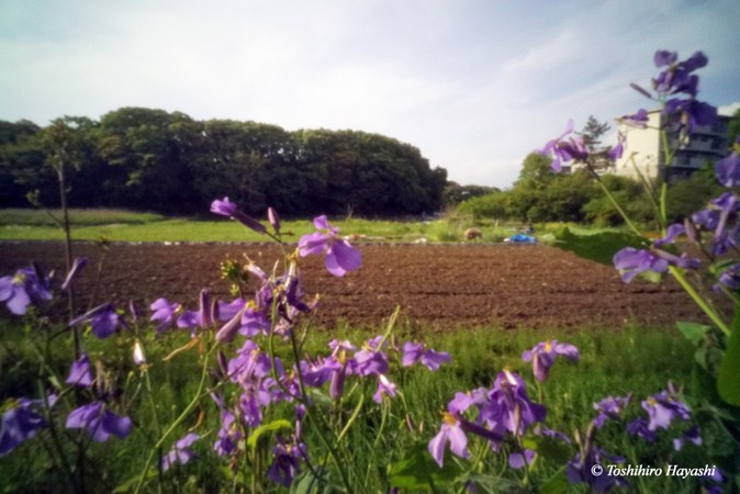 Satoyama near the town #2