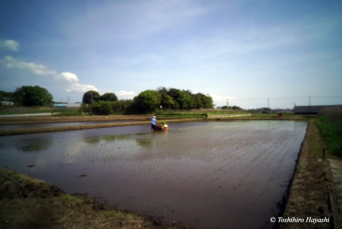 Rice-planting season 2