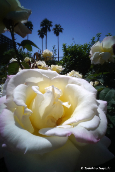 Yatsu rose garden 5