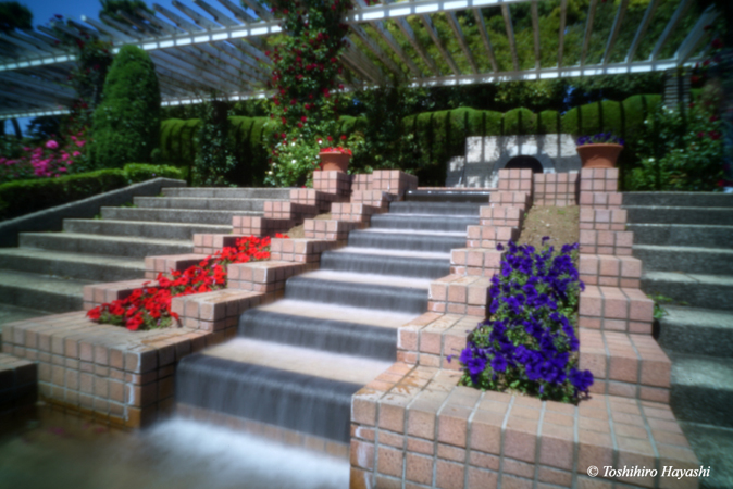 Yatsu rose garden 6