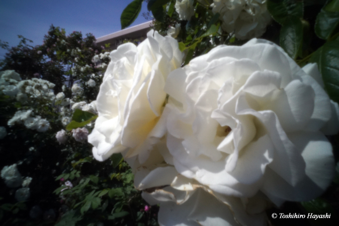 White roses