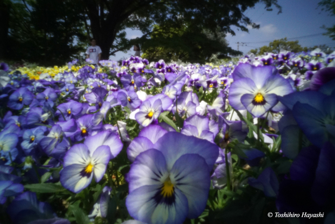 Pansies #1