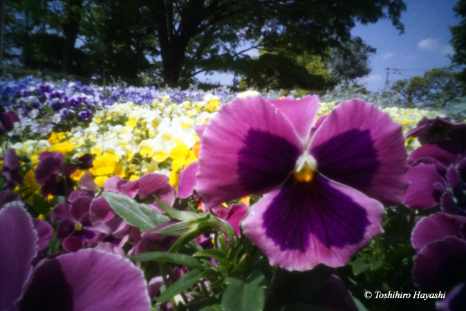 Pansies #2