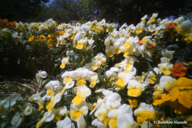 Pansies #3