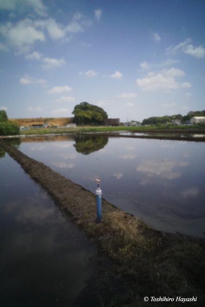 Rice field