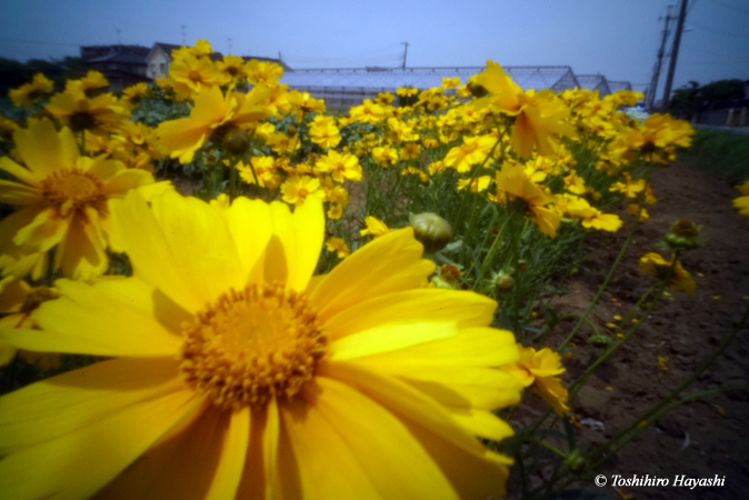 Yellow flowers #1