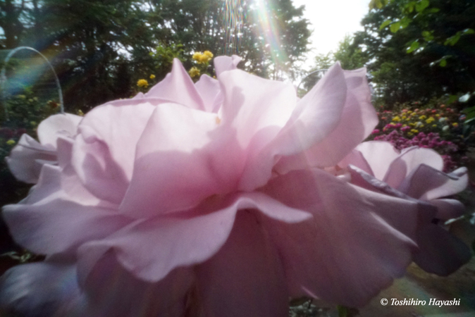 Roses in the Suwada park #3