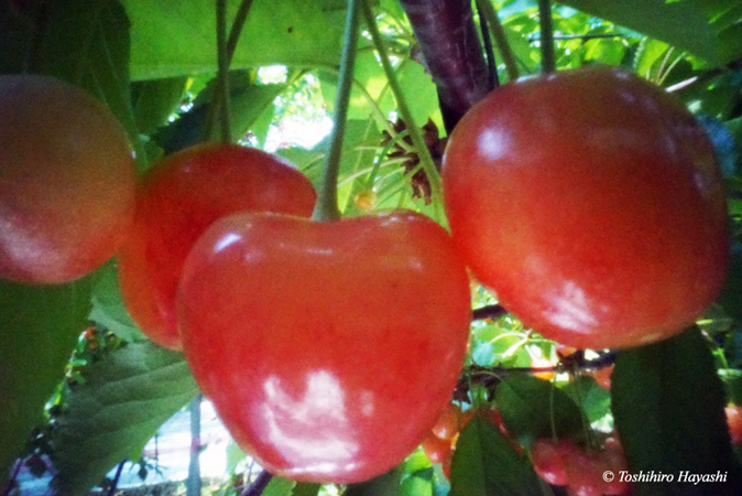 Cherries #2