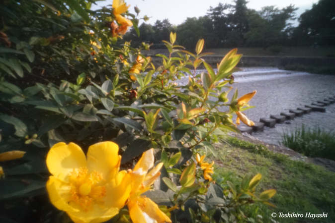 Kamogawa river in the morning #3