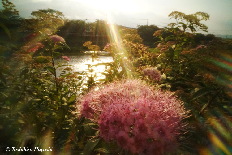 Kamogawa river in the morning #4