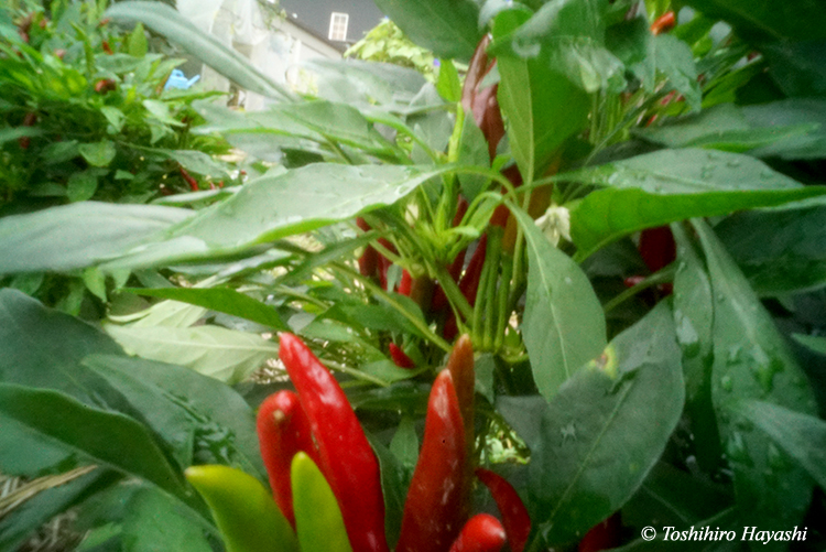 Red pepper
