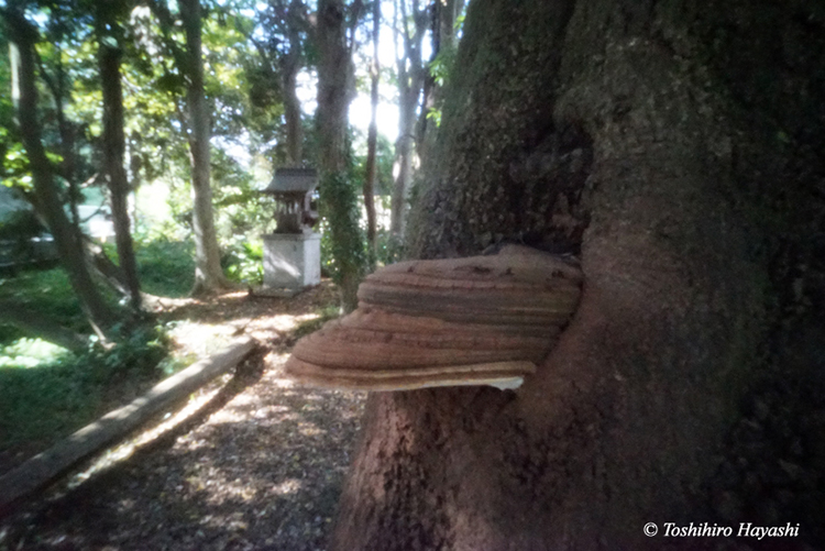 Saru no Koshikake (Polypore)