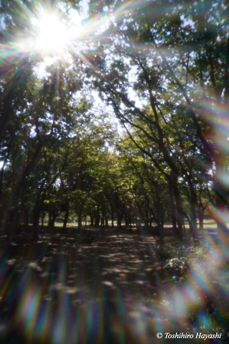 Ring of Sunlight in the woods