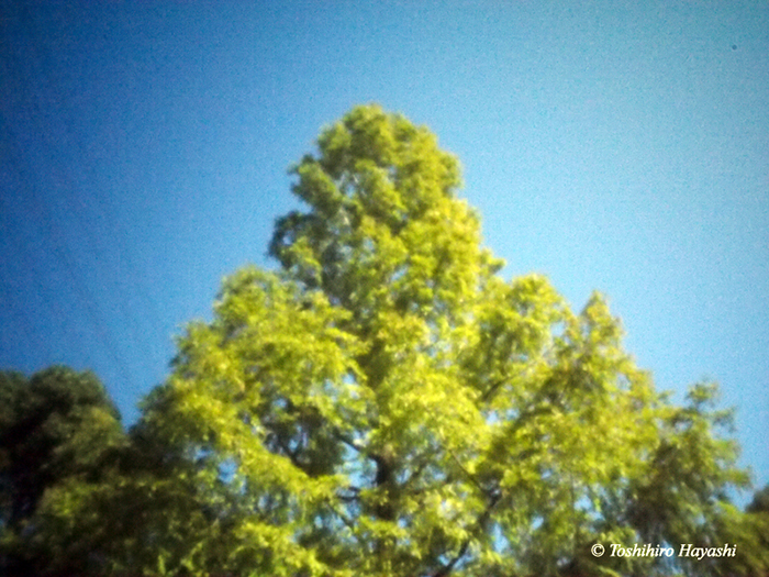 DawnRedwood (Metasequoia) #1