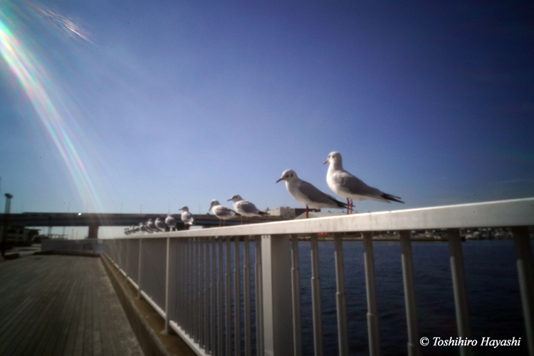 Seagulls on the fence