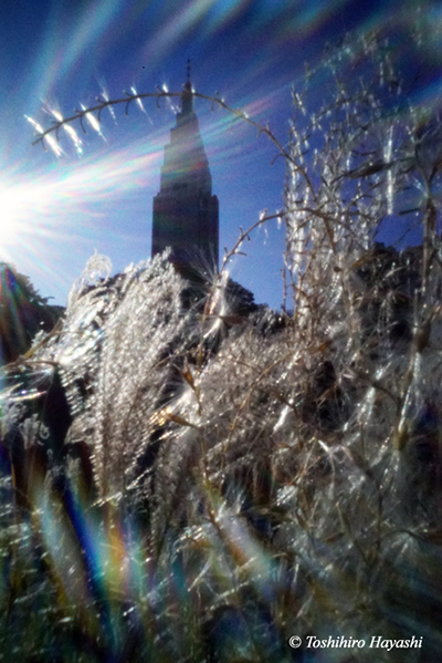 Glowing Susuki (Japanese pampas grass)