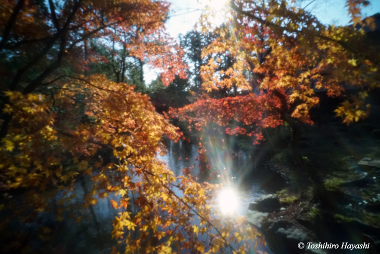 Garden of Tohjiin temple #6