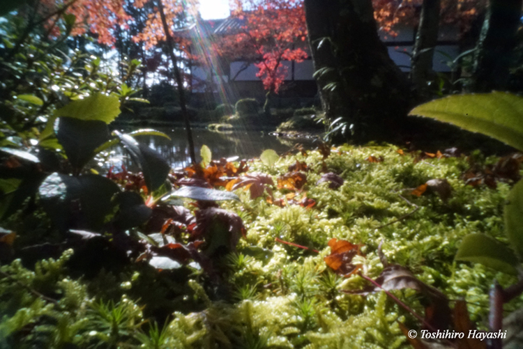 Garden of Tohjiin temple #8