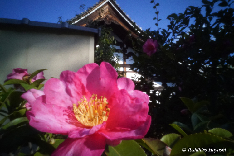 Garden of Tohjiin temple #9