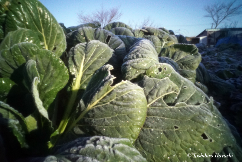 Frost morning 2