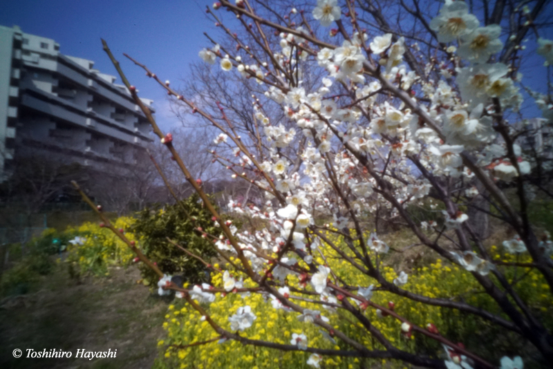 Plum blossoms and rape blossoms