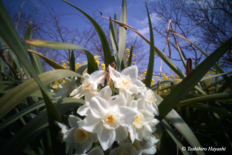 Narcissus