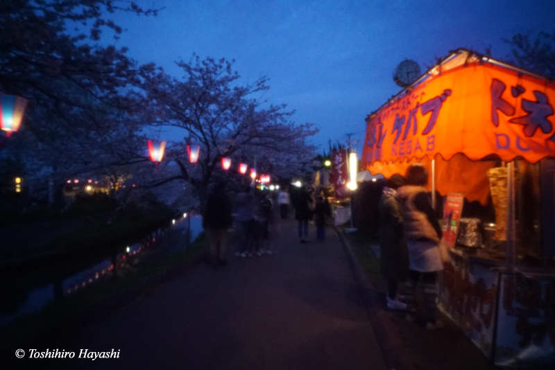 Night Cherry Blossom Festival #1