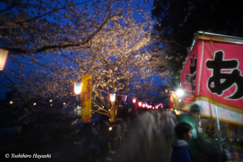 Night Cherry Blossom Festival #2