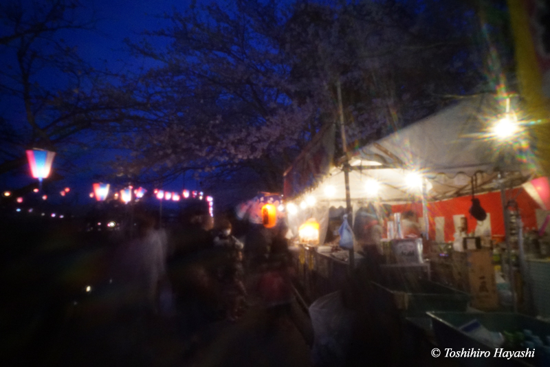 Night Cherry Blossom Festival #3
