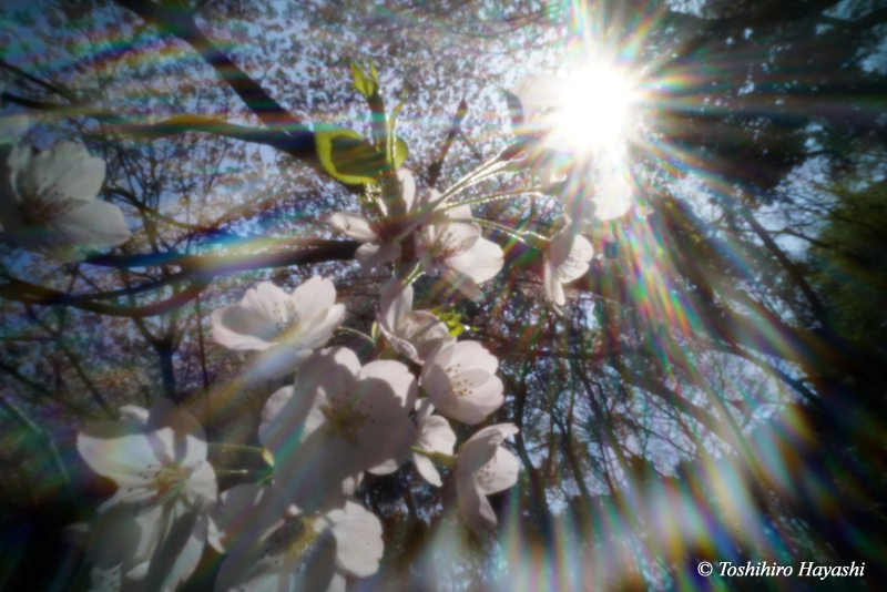 Cherry blossom blooming