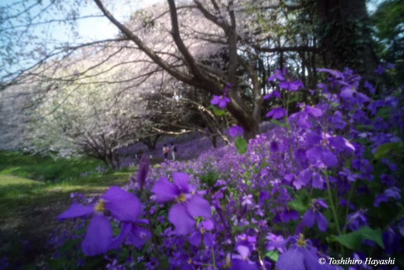 Purple flowers and Cherry blossoms