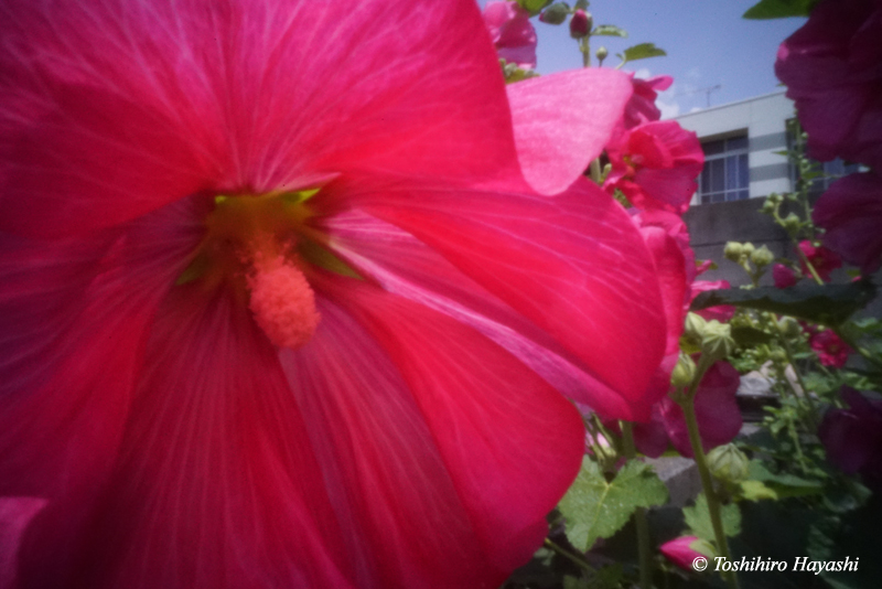 Hollyhock