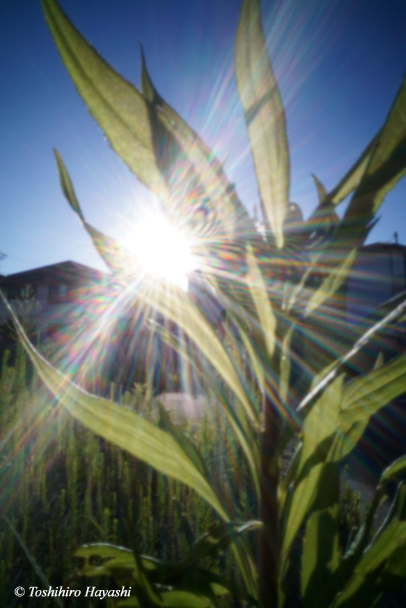 Morningi Grass in the monrning