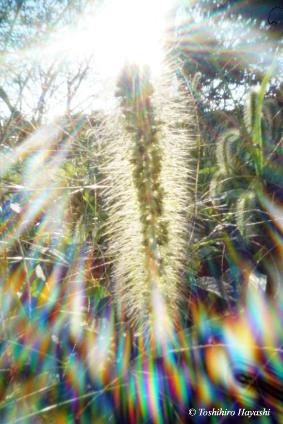 Enokoro-gusa (Green bristlegrass) 