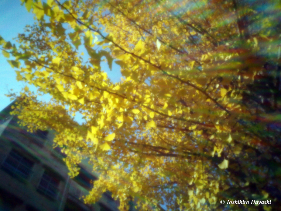 Yellow leaves of a ginkgo tree